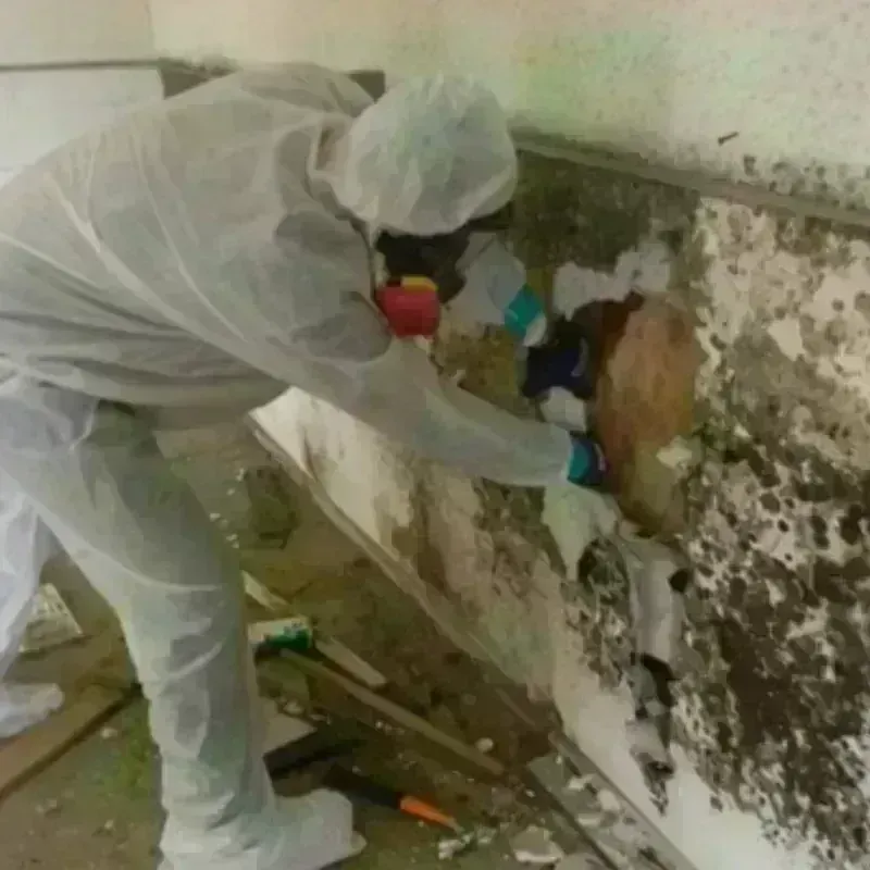 Mold Remediation and Removal in Marlette, MI